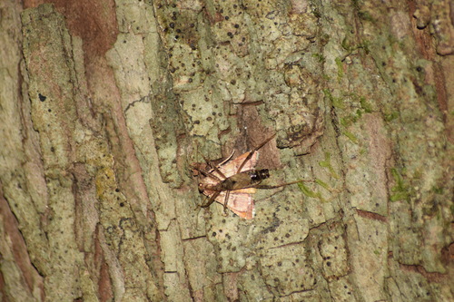 Tree Damsel Bug