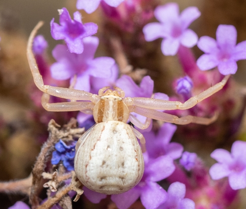 Runcinia grammica