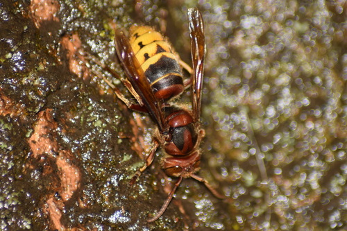 European Hornet