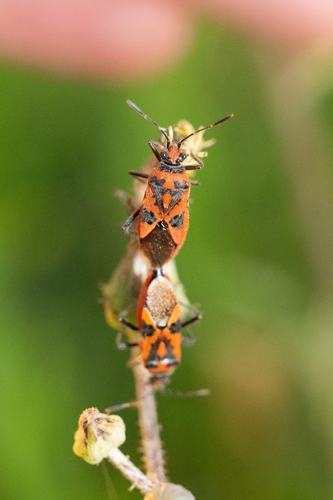 Spotted Firebug