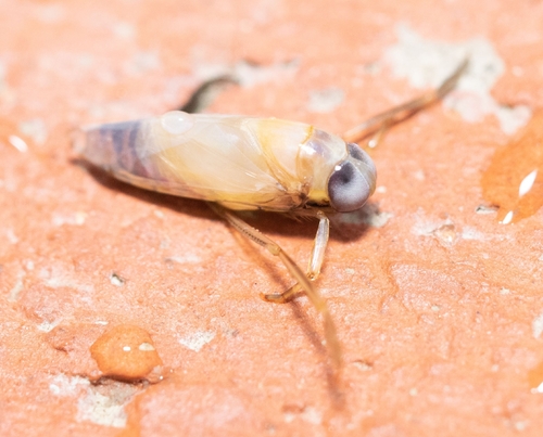 Anisops sardeus