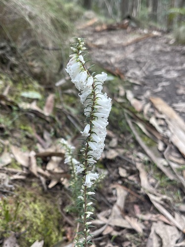 Common Heath