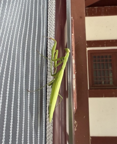 European Mantis