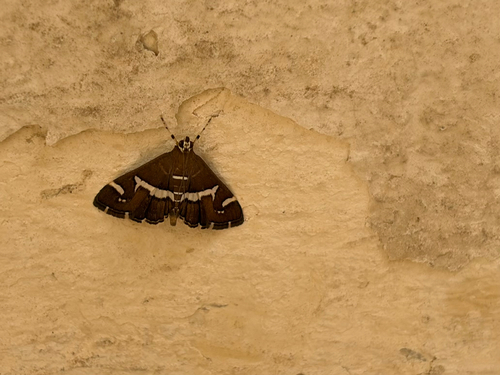Hawaiian Beet Webworm Moth