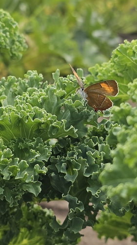 Brown Hairstreak