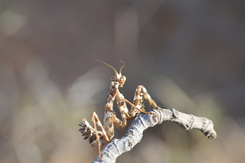 Thistle Mantis