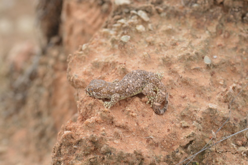 Northern Elegant Gecko