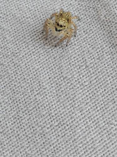 Carrhotus xanthogramma