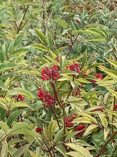 red-berried elder