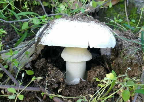 Western Destroying Angel