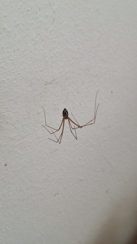 Marbled Cellar Spider