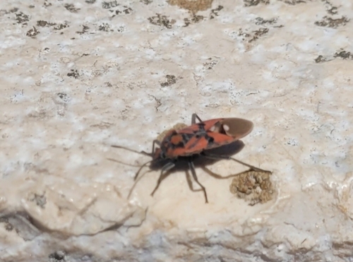 Indian Milkweed Bug