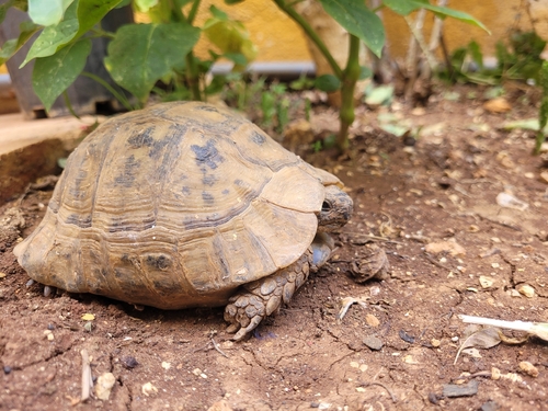 Greek Tortoise