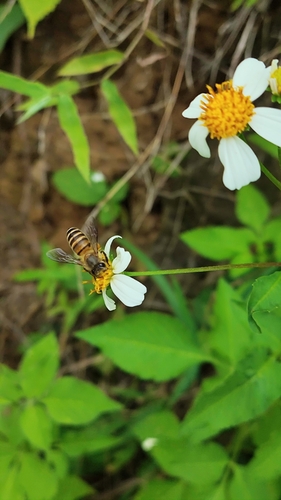 Asian Honey Bee