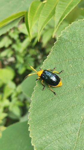 Agetocera mirabilis