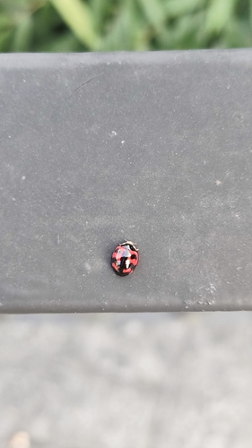 Six-spotted Zigzag Ladybird