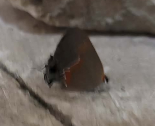 Red-banded Hairstreak