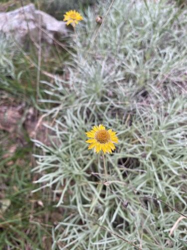 hoary sunray