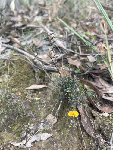 Dillwynia ramosissima