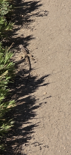 iNaturalist observation photo of Western Whiptail