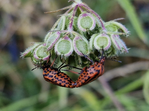 European Striped Shield Bug