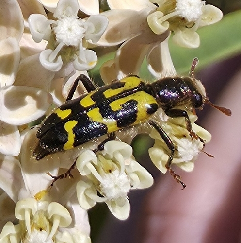 iNaturalist observation photo of Ornate Checkered Beetle