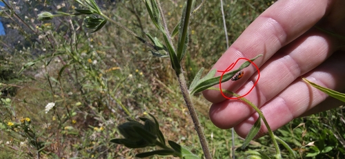iNaturalist observation photo of Convergent Lady Beetle