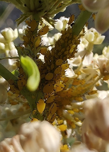 iNaturalist observation photo of Aphis