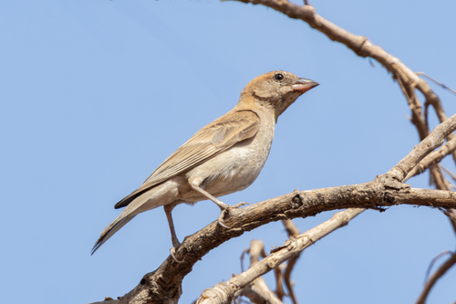 Sahel Bush Sparrow