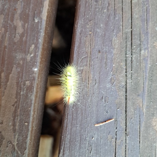 Pale Tussock Moth