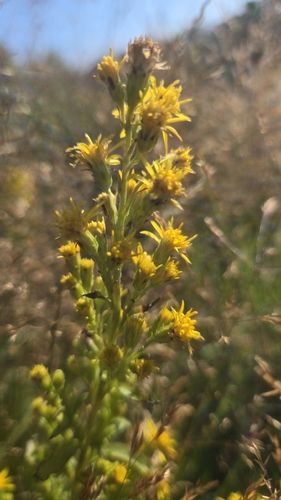 European goldenrod