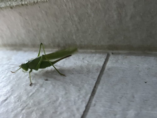 Great Green Bush-cricket