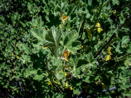 Santa Lucia Bushmallow foliage
