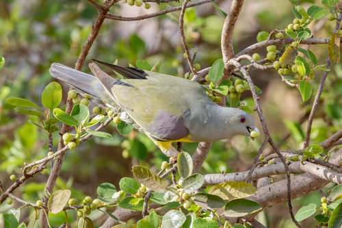 Bruce's Green-Pigeon