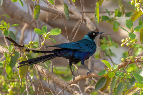 Long-tailed Glossy Starling