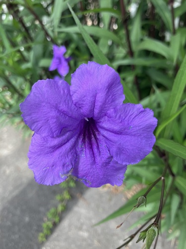 Mexican Ruellia