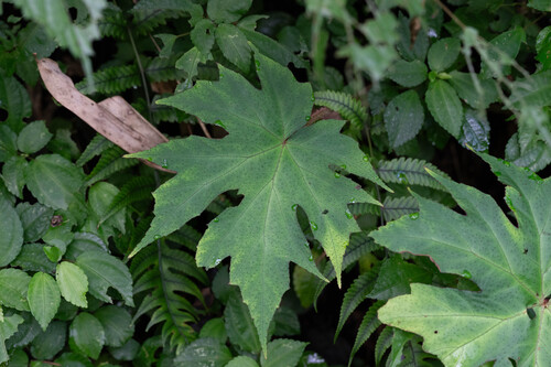 Begonia algaia