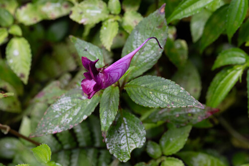Impatiens commelinoides