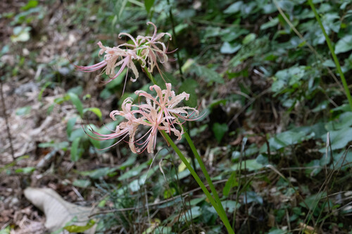 red spider lily