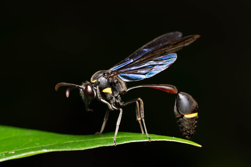 Eustenogaster nigra