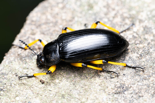 Scotaeus focalis