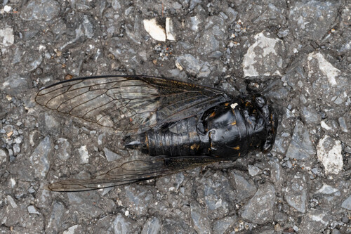 Cryptotympana holsti