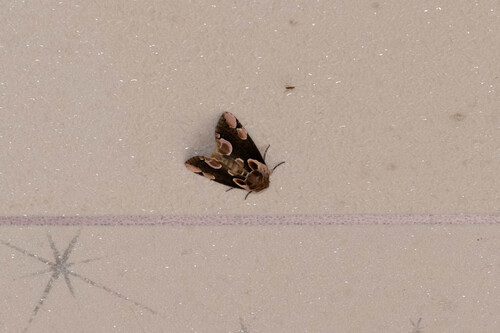 Peach Blossom Moth