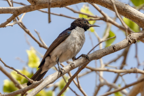Western Violet-backed Sunbird
