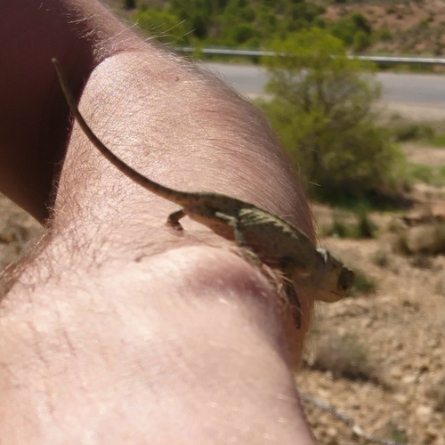 Common Chameleon