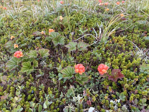 cloudberry