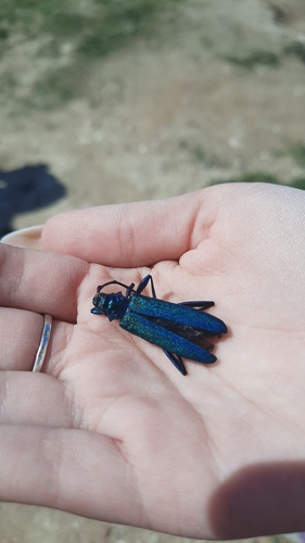 Musk beetle