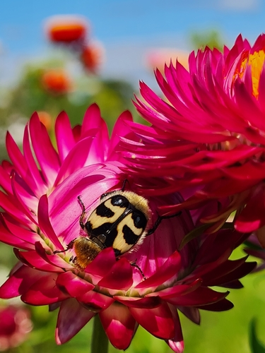 Eurasian Bee Beetle