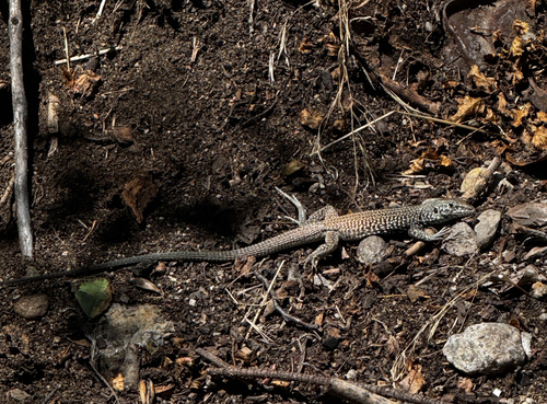iNaturalist observation photo of Western Whiptail