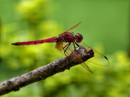 Crimson Marsh Glider